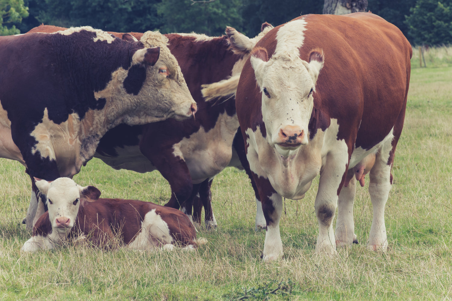 Cows in a grassy field with trees in the background
